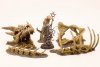 Paint Forge PFRB5001 Dragon Bones Big Set